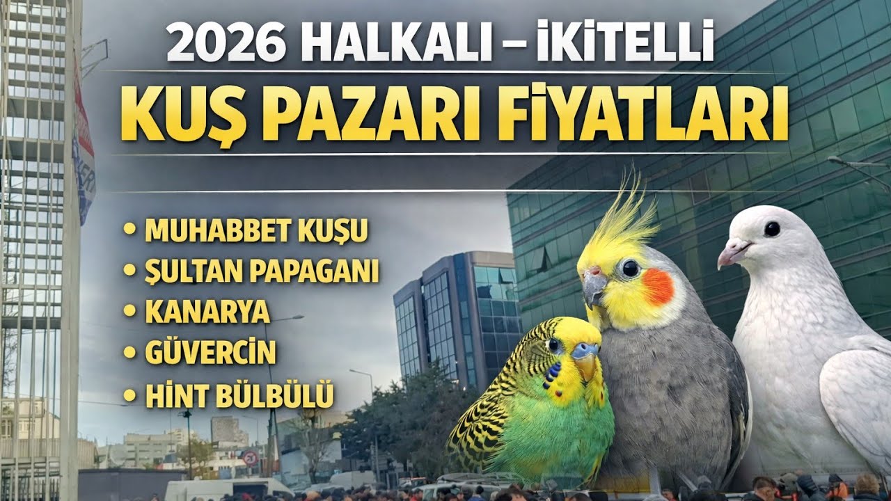 HALKALI İKİTELLİ KUŞ PAZARI KUŞ FİYATLARI 🦜