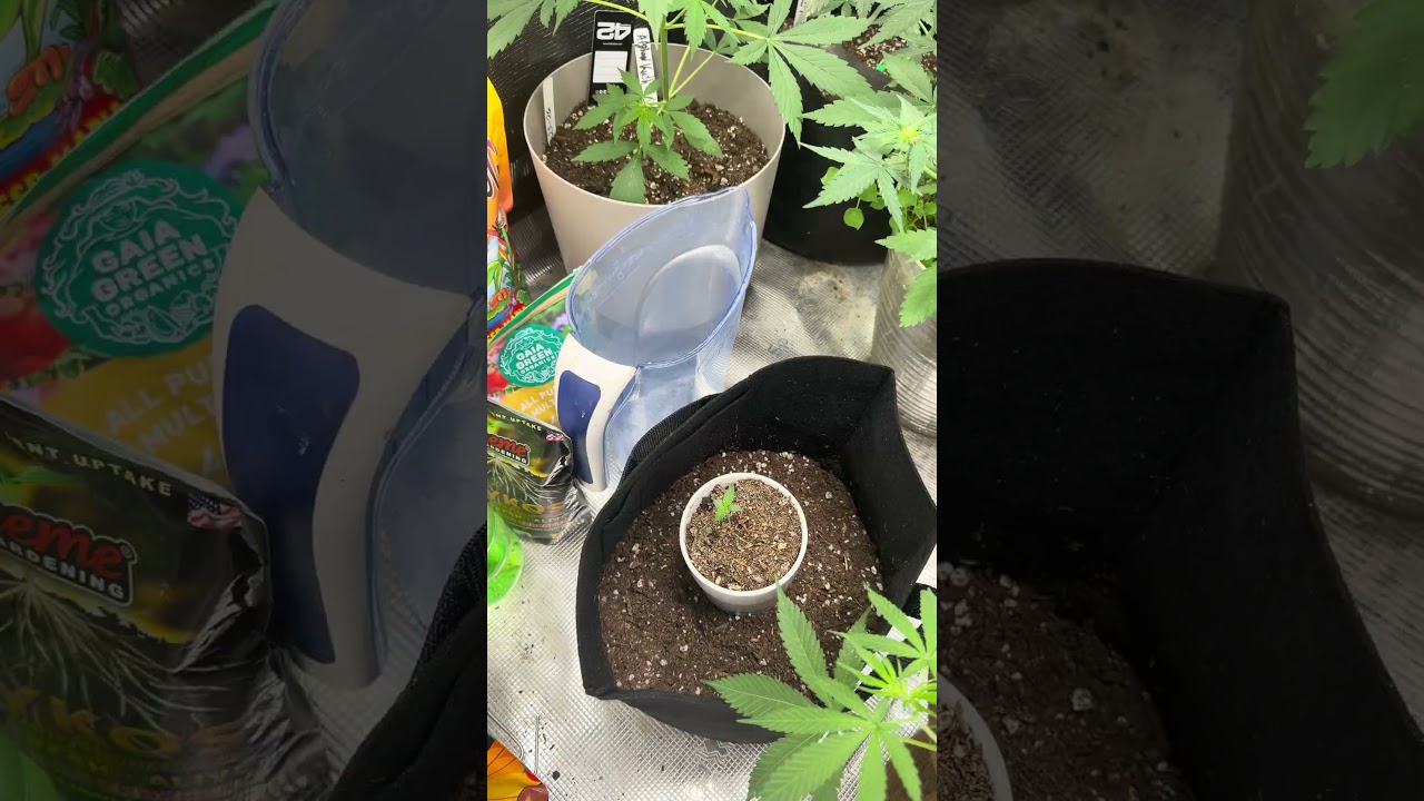 #spiderfarmer 5x5 grow ! Checking on the girls! Broccoli looking great !💚🌱