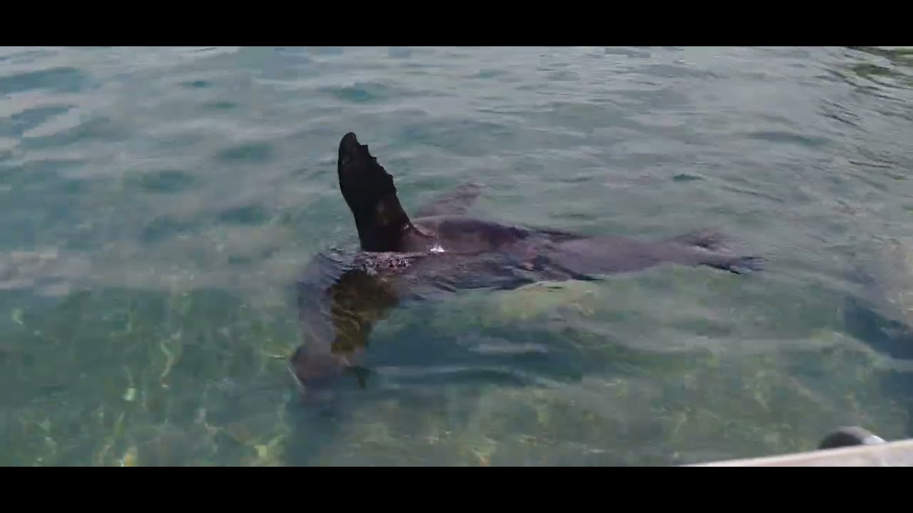 I Saw A Seal In New South Wales