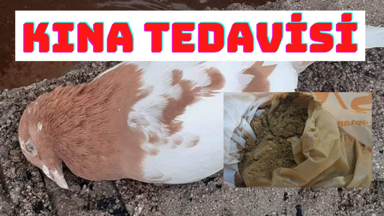 Güvercin Kuruluk, İshal, Salmonella, Ecoliye KINA TEDAVİSİ