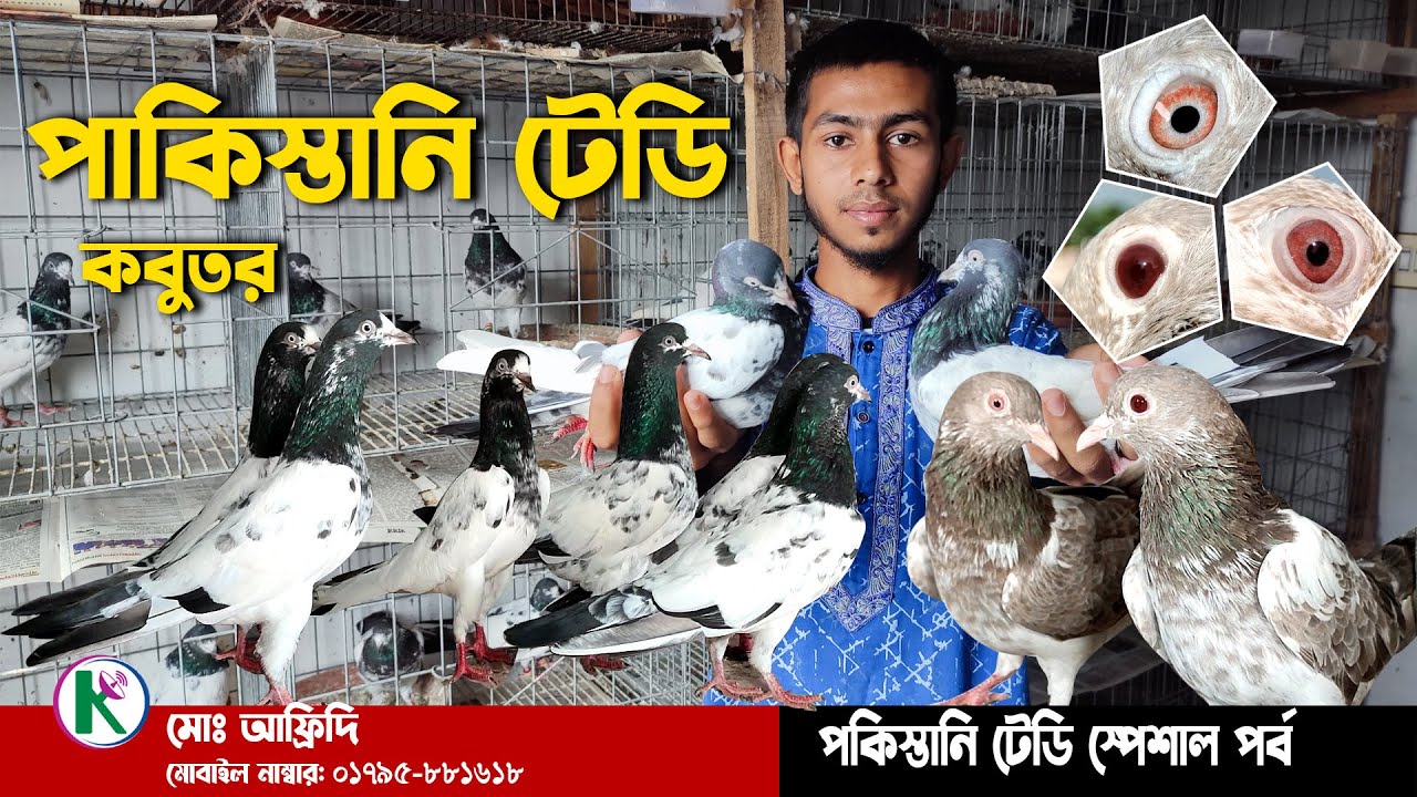 Pakistani high flyer pigeons Loft ।। পাকিস্তানি টেডি কবুতরের লফ্ট ।। top 10 high flyer pigeon teddy