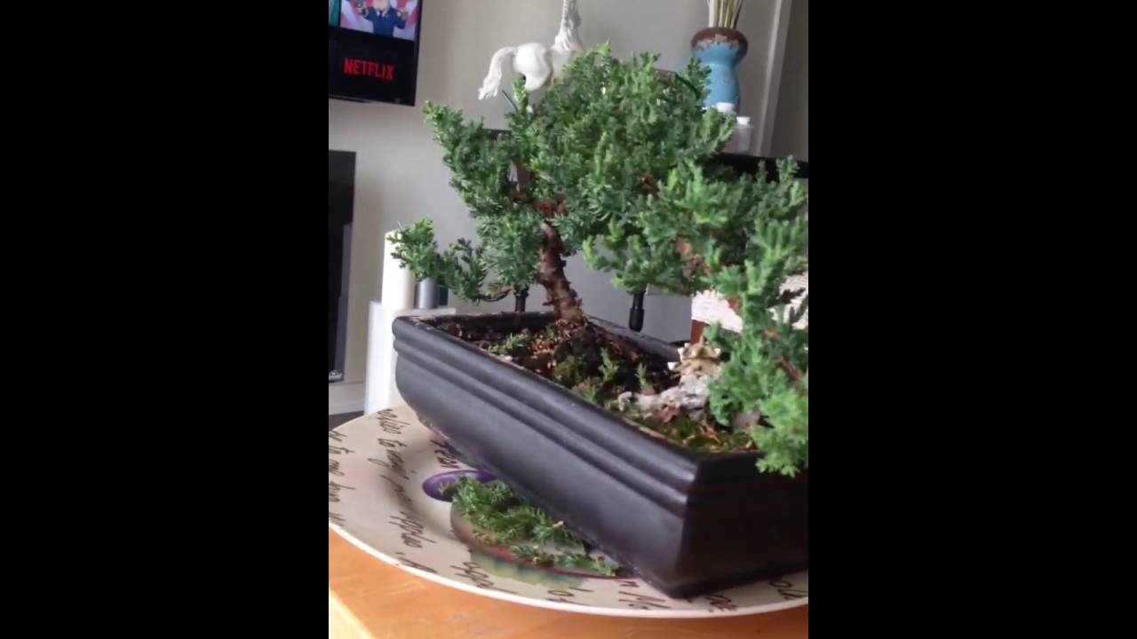 Young Jupiner Bonsai