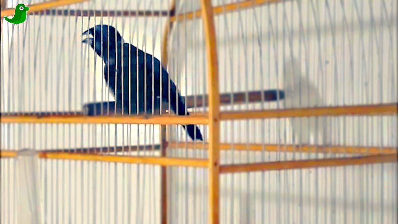 ENLOUQUEÇA SEU AZULÃO - INCRÍVEL CANTO SURDINA NUNCA VI ASSIM !!!