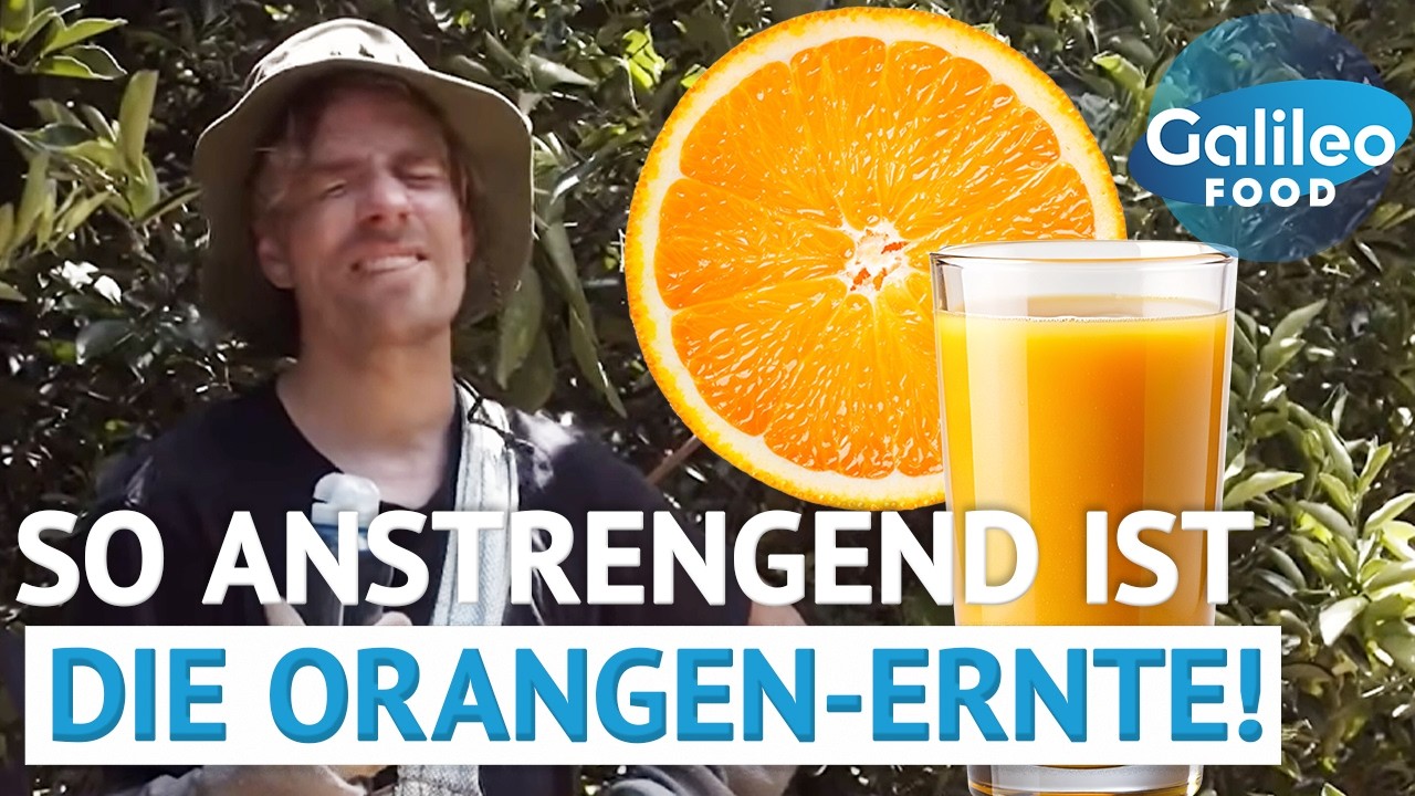 Knochenjob f&uuml;r O-Saft: So extrem ist die Orangen-Ernte in Brasilien! | Galileo Food