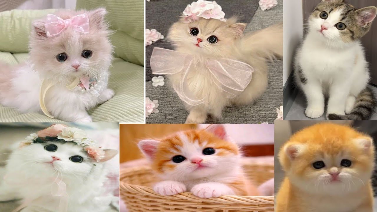 Cute kittens 🐾💞😺🐈 #cat #cute #yt #funnycat #pets #catvideos 