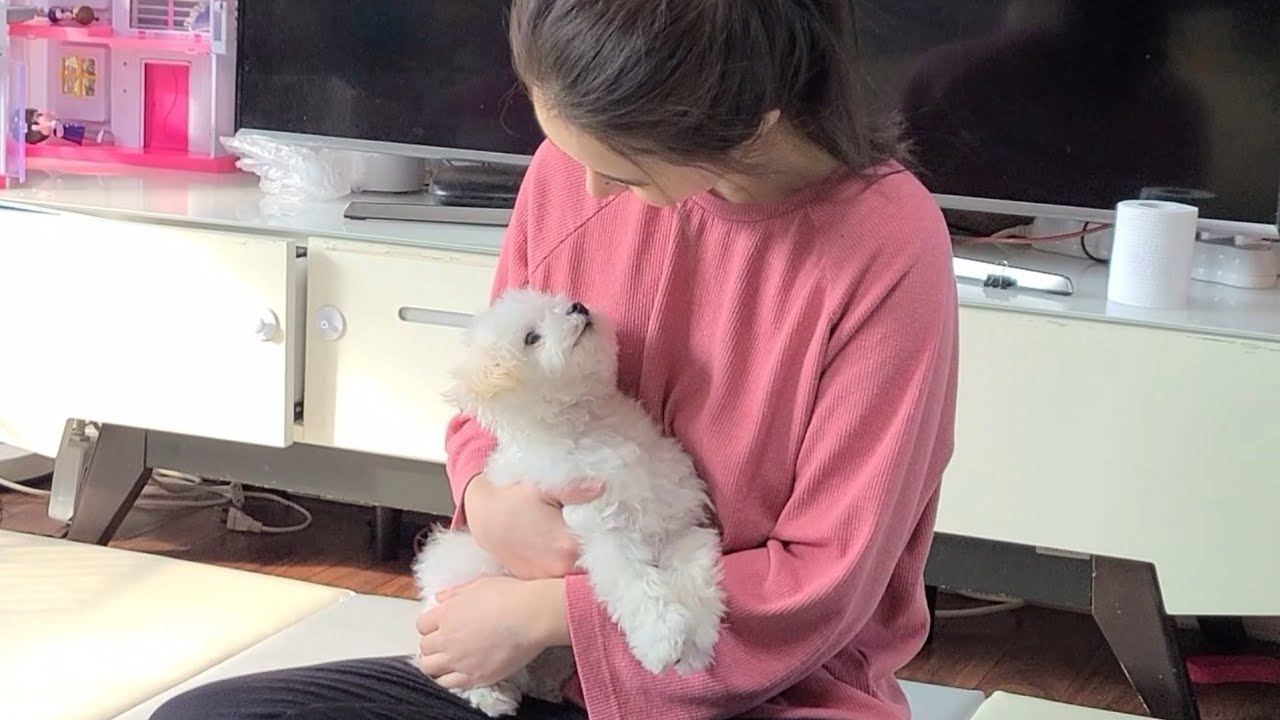 강아지가 주인을 사랑할 때 하는 행동