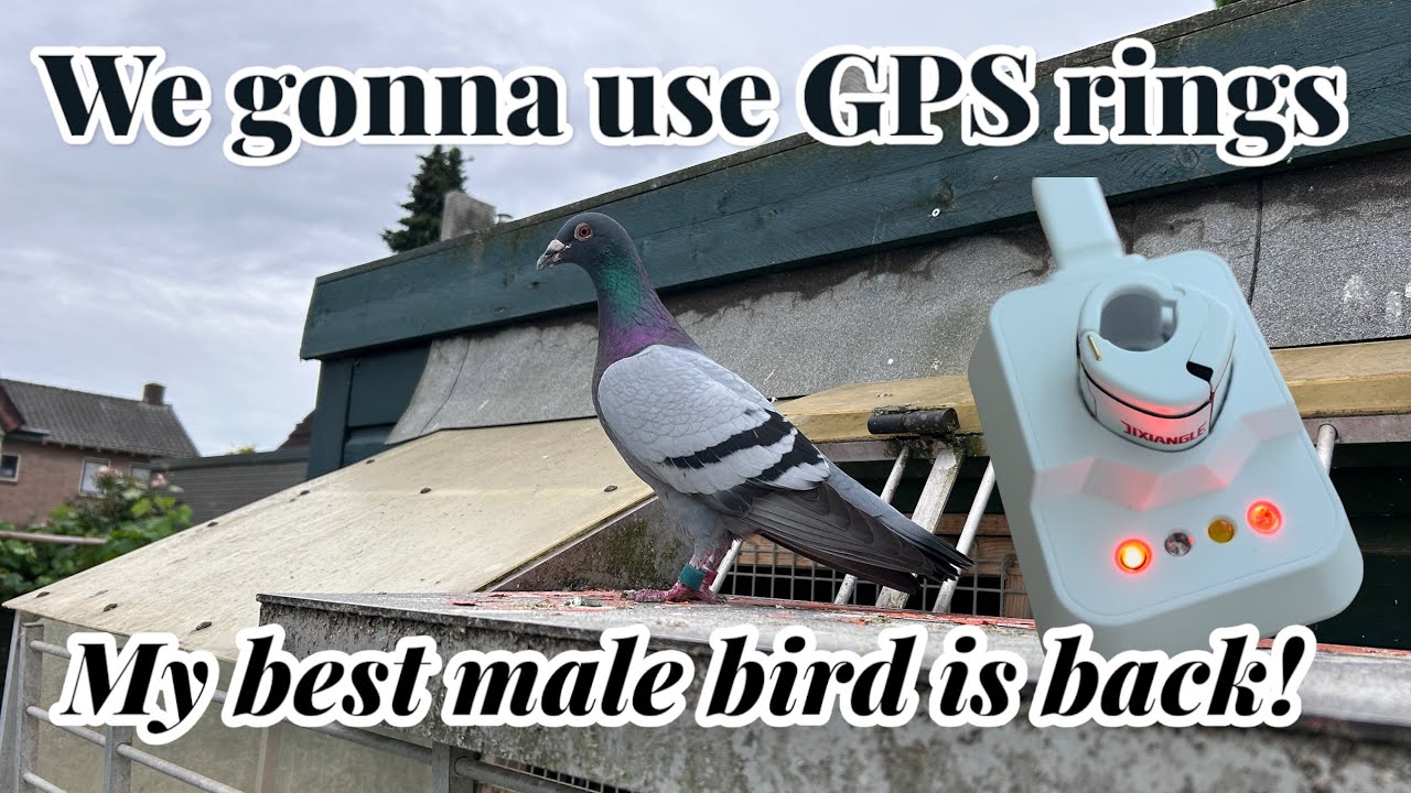 We gonna use GPS rings | My best male bird is back! | Racing pigeons