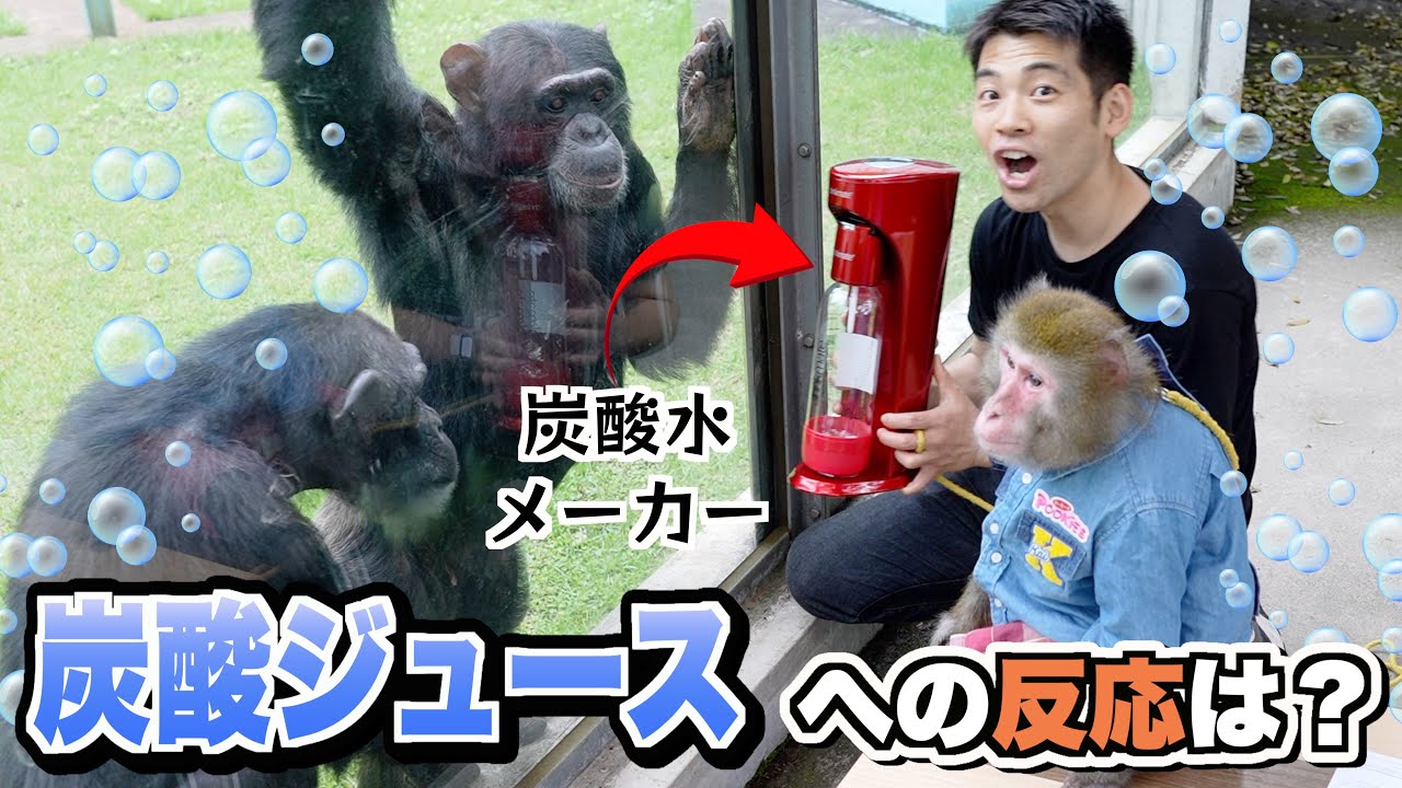天才チンパンジー「パンくん」の前でジュースを炭酸にしてみた反応がすごい