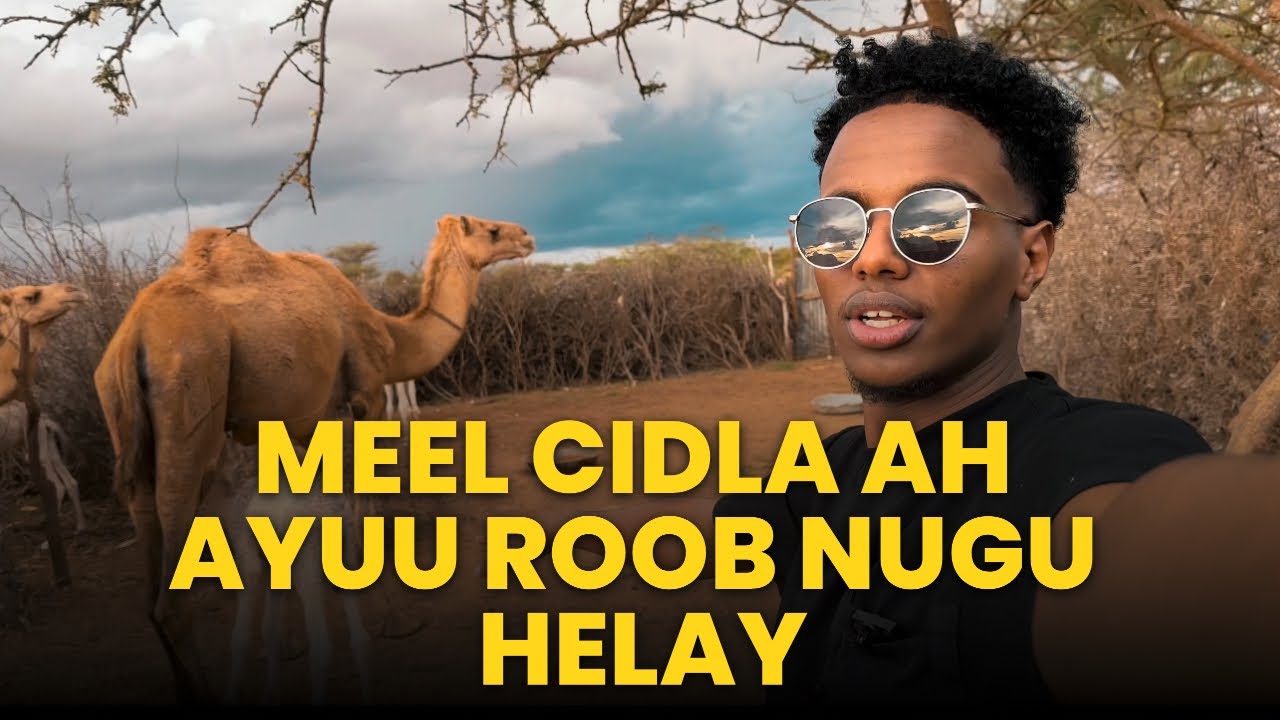 waxan u hoyanay meel miya || caways iyo caano geel ||#hargeisa #somali