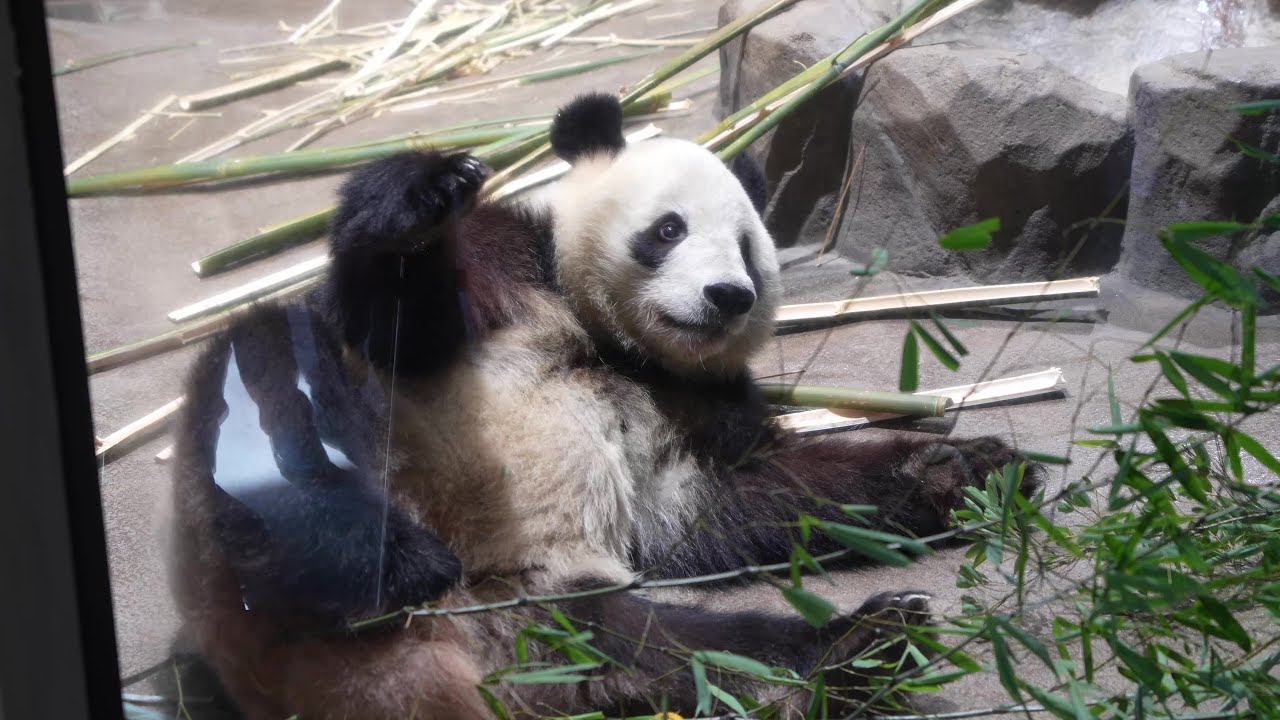 [4K] 返還間近😢本日(1/22)のシャオシャオ＆レイレイ🐼🐼😀 / Ueno Pandas / 上野パンダファミリー
