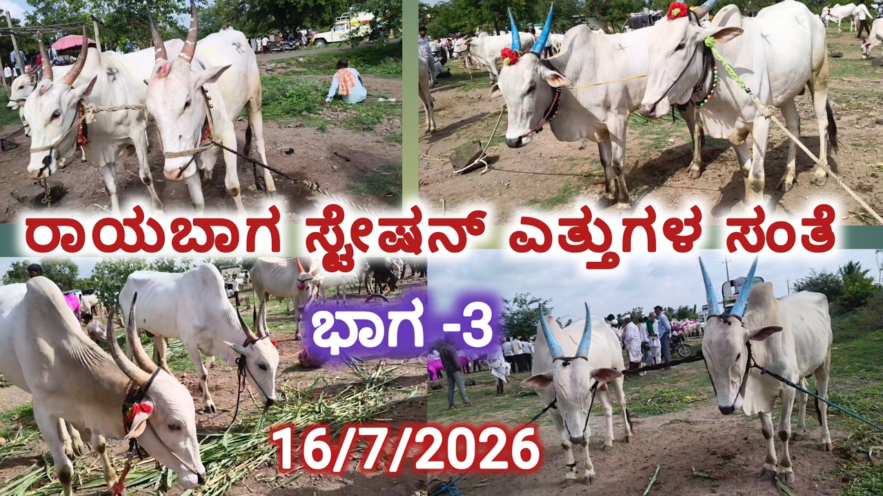 ರಾಯಬಾಗ ಸ್ಟೇಷನ್ ಎತ್ತಿನ ಪ್ಯಾಟಿ 🚩ಭಾಗ -3 /16/7/2026🚩Rayabag Oxen market /bulls market 