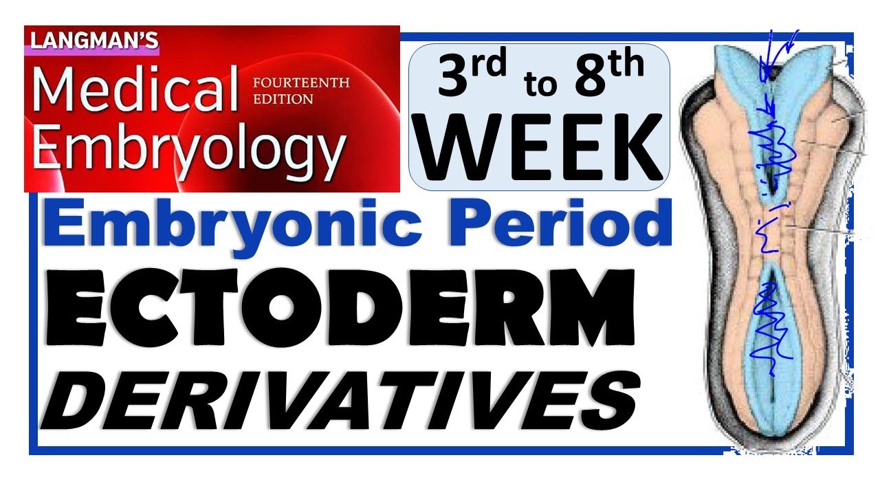 Langman Chapter#6(Part-I) | ECTODERM Derivatives | Embryonic Period (3rd to 8th Wk)|Dr Asif Lectures