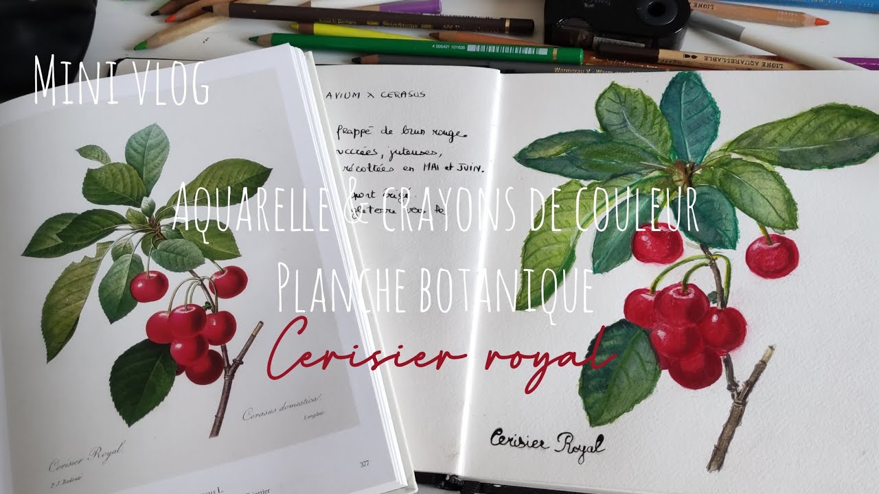 🍒 Cerisier Royal &agrave; l'aquarelle d'apr&egrave;s une planche botanique