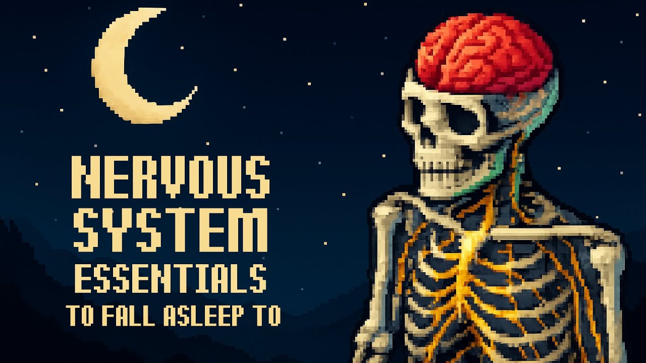 2 Hours of Human Nervous System Anatomy to Fall Asleep to