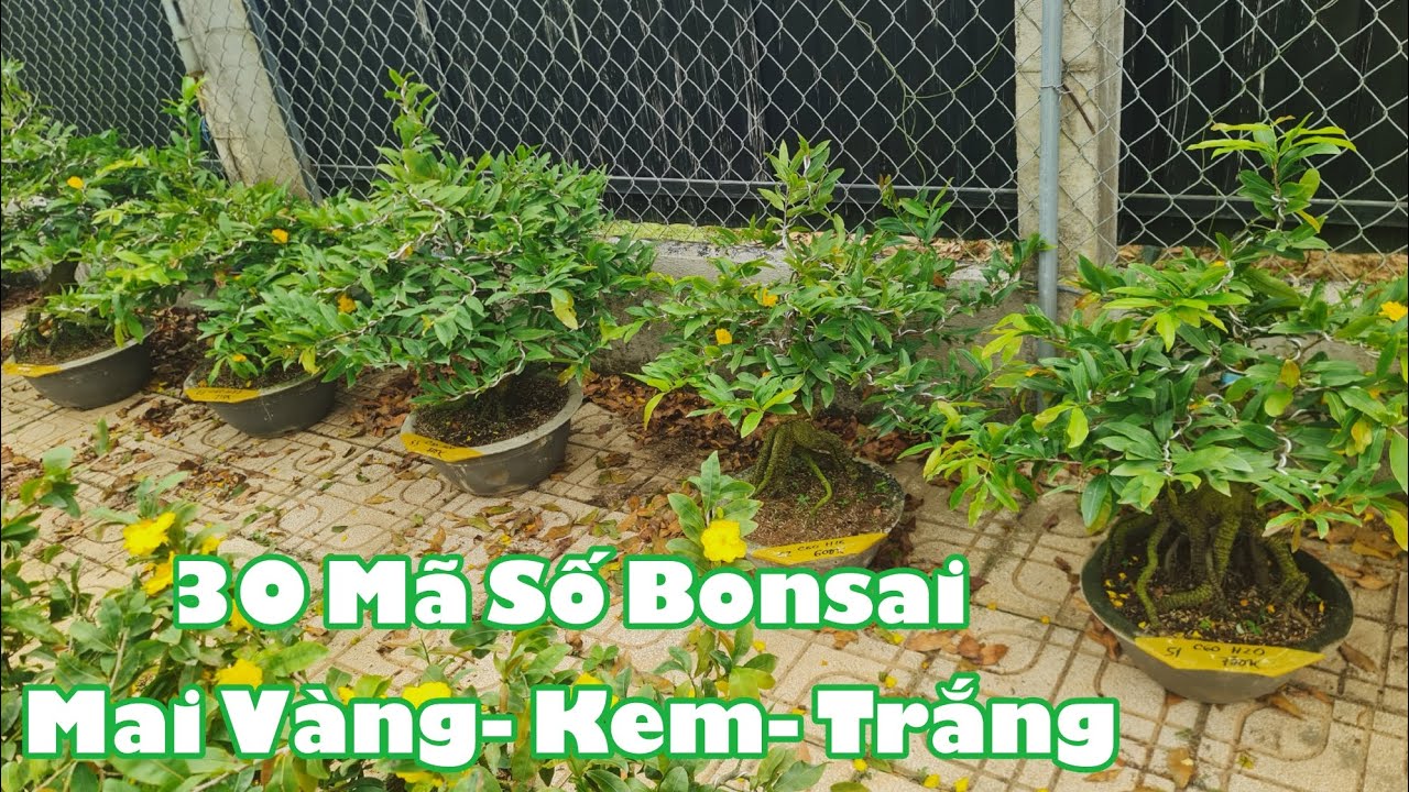 Ngày 24/02. 30 Mã Số Mai Thọ Hương, Ông Thầy, Bình Lợi, Nhị Ngọc Toàn, Cúc Bạch..☎Út 0353777111