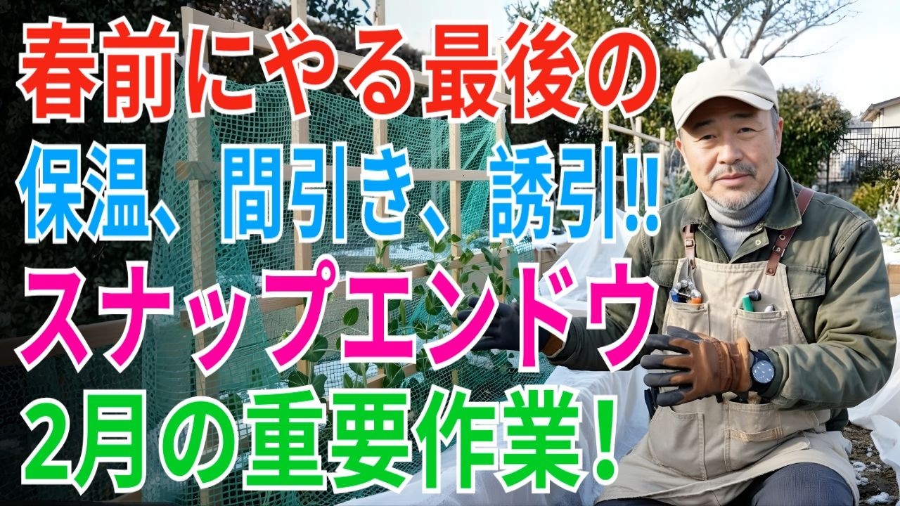 【絶対失敗しない】スナップエンドウ2月の重要作業！春前にやらないと手遅れ。今すぐやるべきお世話と育て方【家庭菜園・農園】【農家直伝】