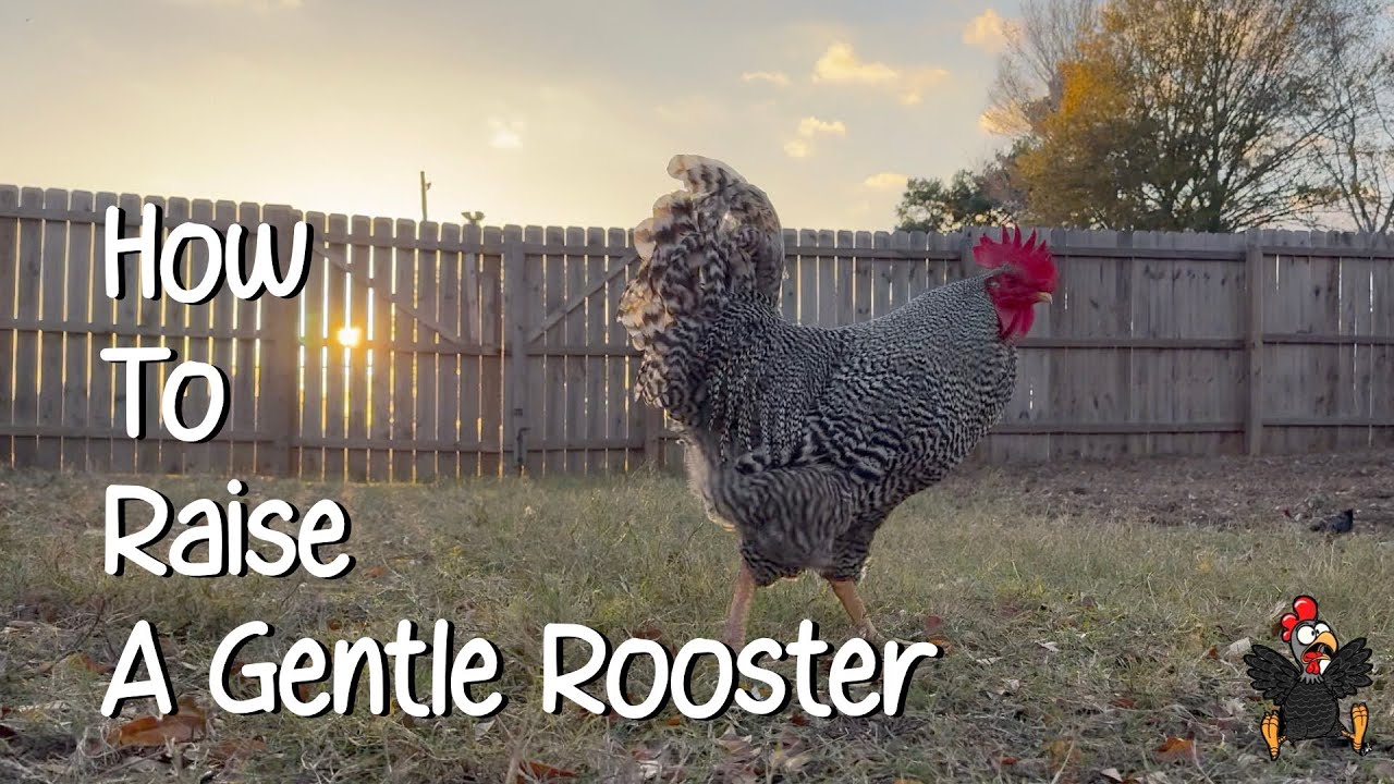 How to Raise a Gentle Rooster
