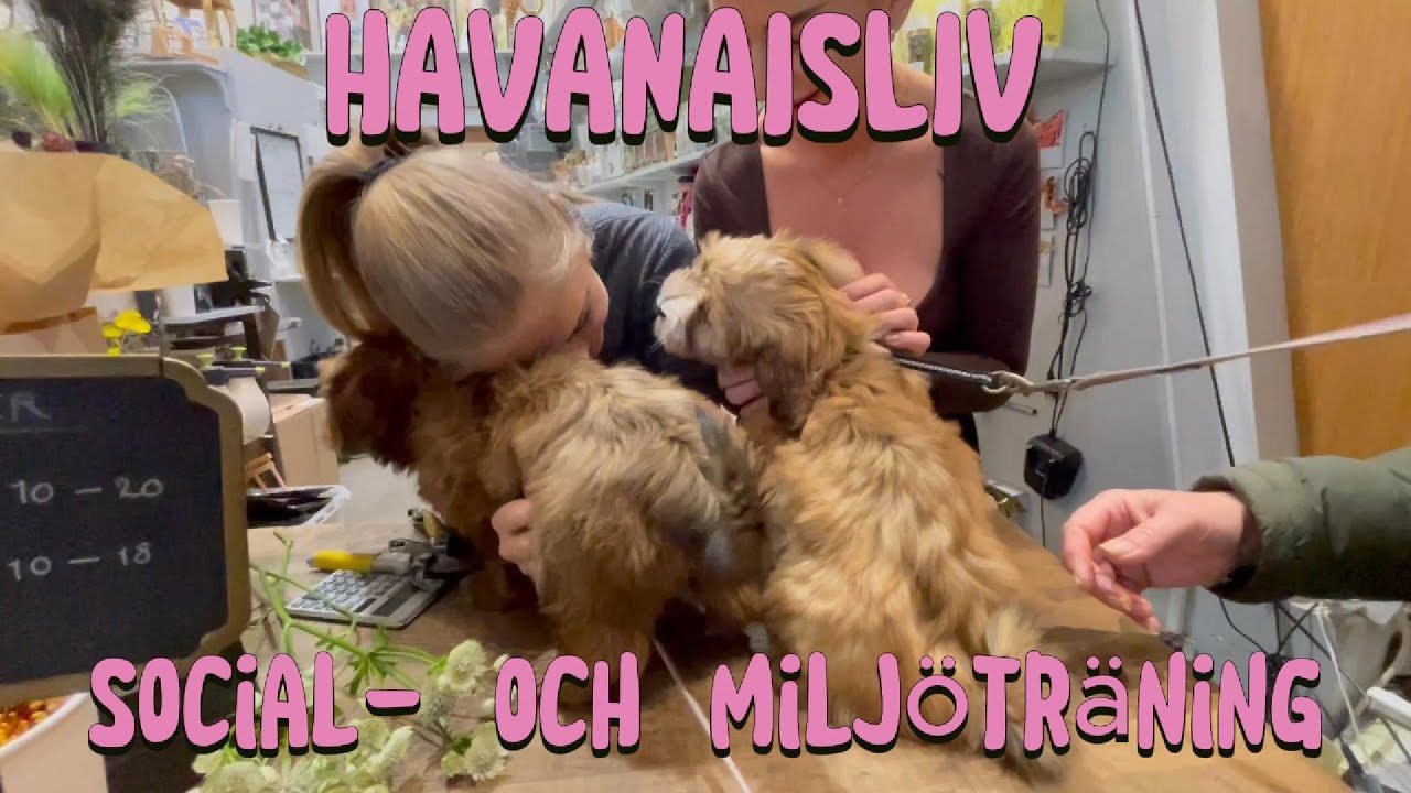 Social- och miljöträning av havanaisvalparna Zelma och Zoey