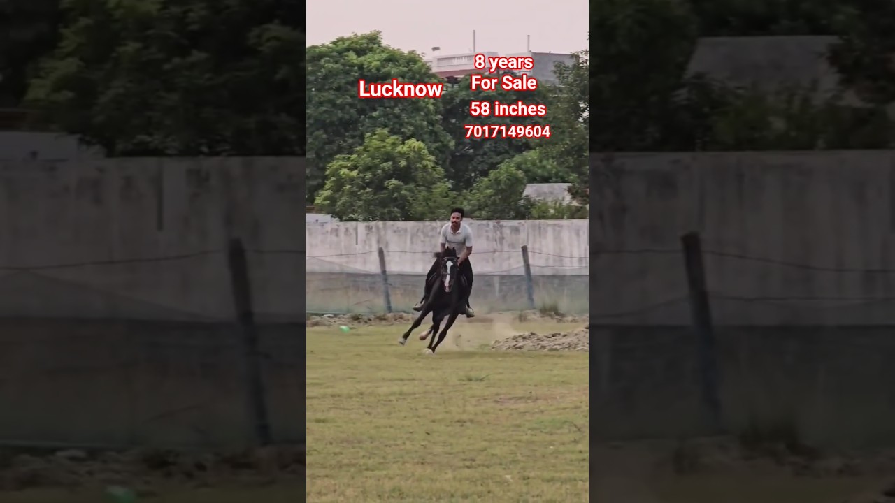 #marwari #horse for #sale #stallion