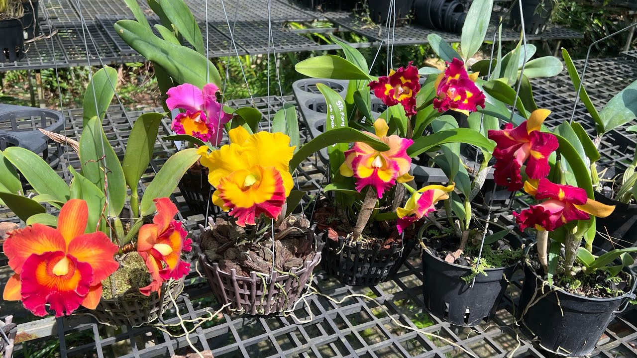 Thanh lí dọn vườn giá rẻ zl 0989214119#hoalannhuy#cattleya#hoalan 
