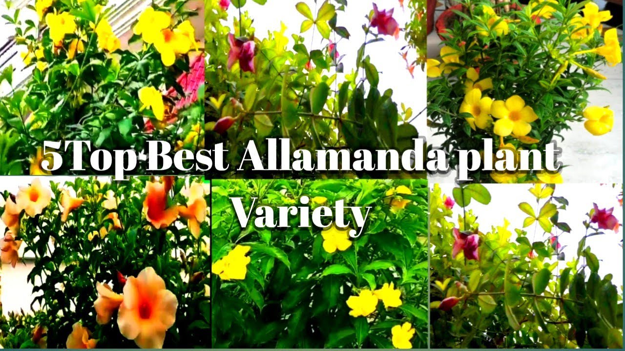 5 Variety Allamanda Flower Plant  ll Different Colour types Allamanda Flower plant  ll