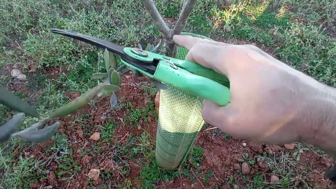 Formando OLIVOS jóvens. OLIVOS PICUAL.