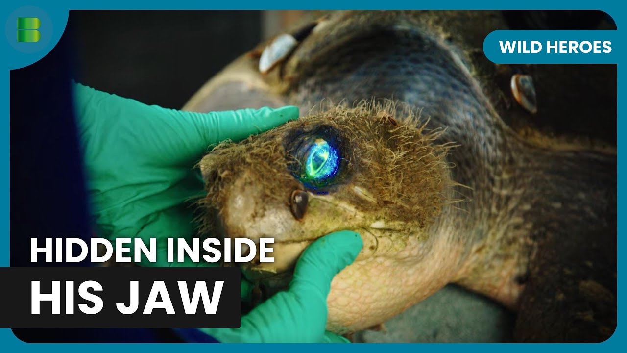 Blind Seal Gets New Home Zebra Emergency Dental | Wild Heroes