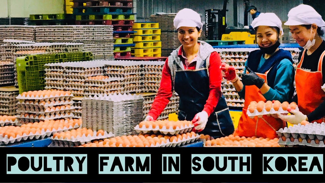 Poultry Farm In South Korea 🇰🇷||  कोरियामा कुखुराको अण्डा उत्पादन गर्ने कम्पनी || 2021