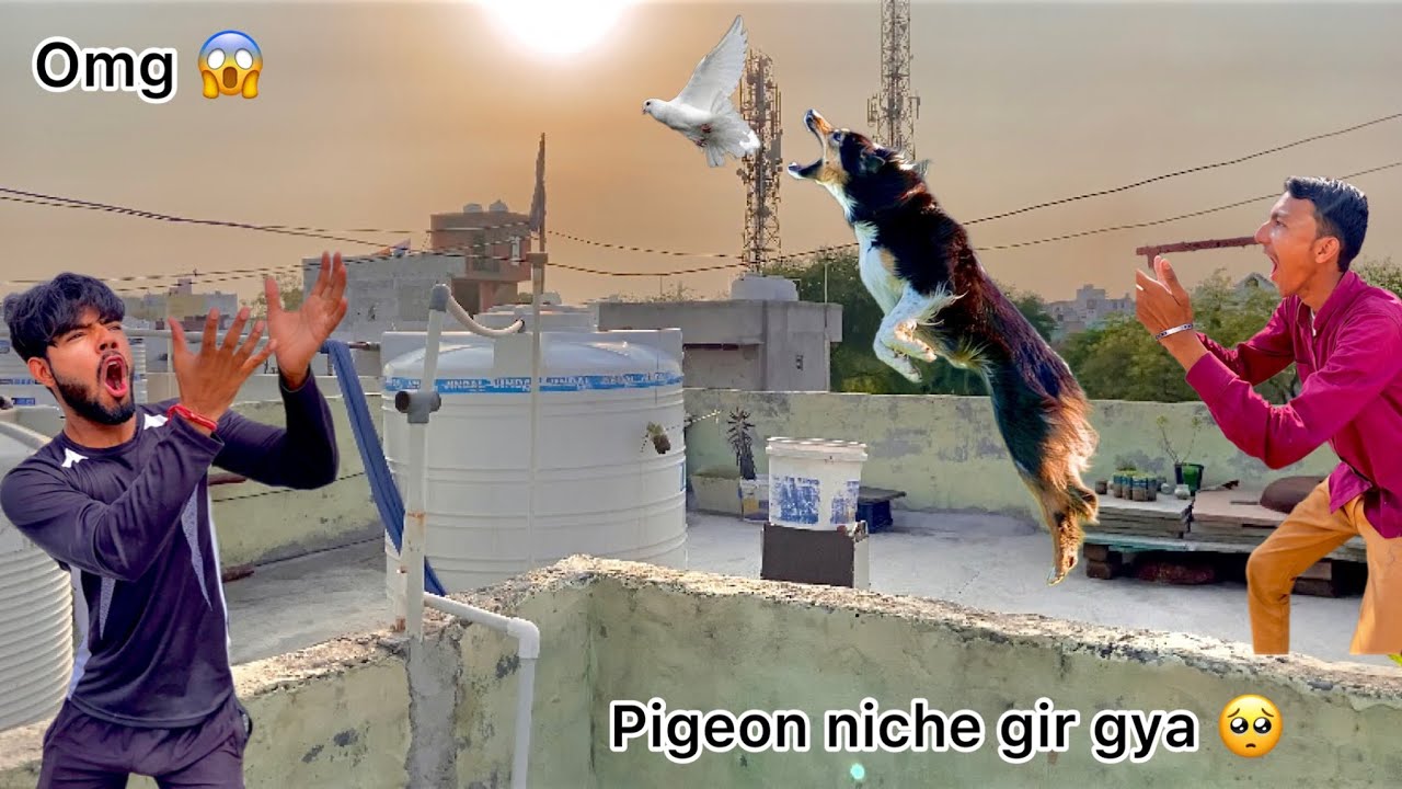 New pigeon baby 🐣 in danger 🐕 !! Kabutar ka baccha dog k samne gir gya 😨