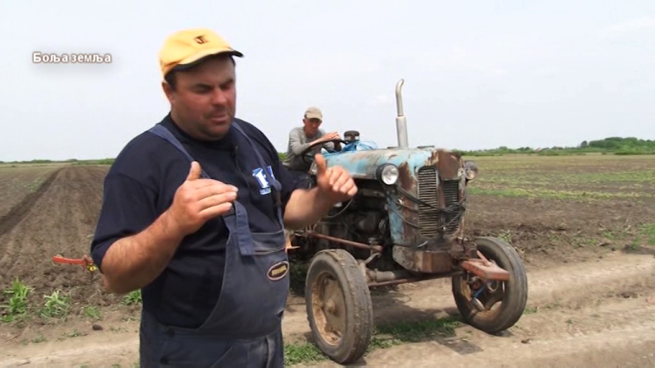 Divlje svinje samo sto ne jedu ljude po Sremu - vredni poljoprivrednici ocajni