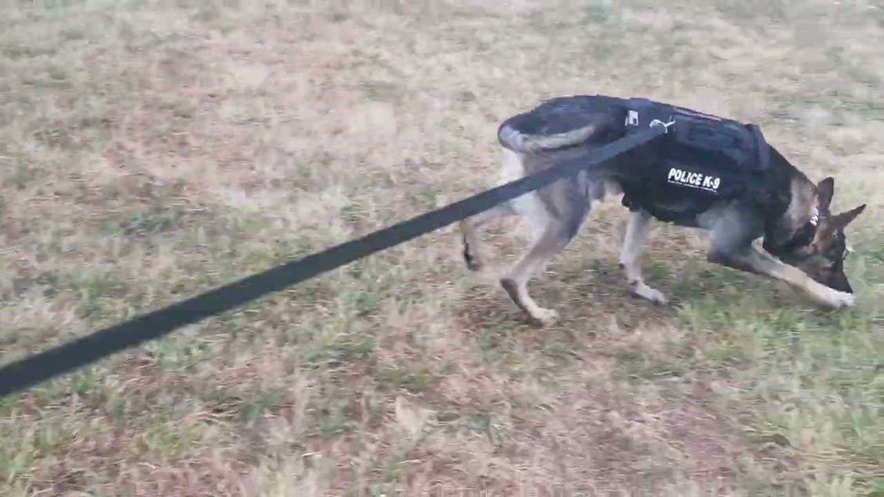 Mantrailing - Hungarian police dog training II.