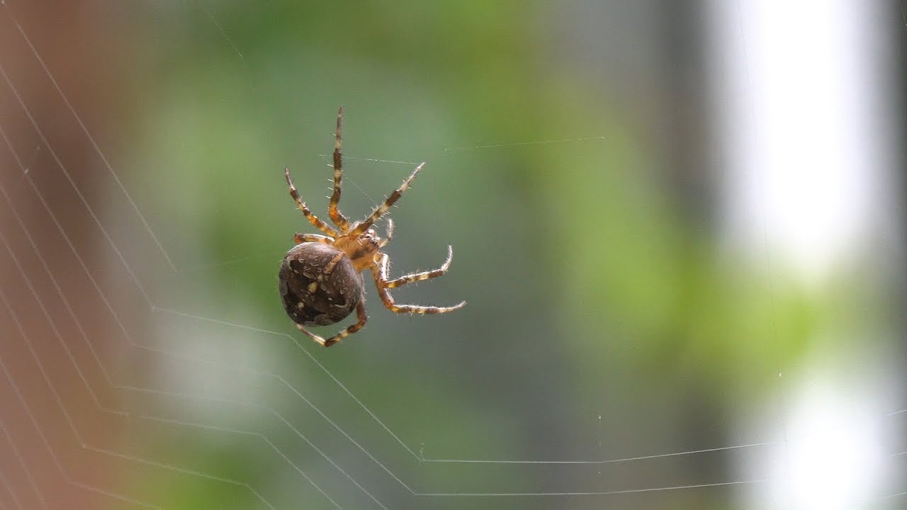 Kreuzspinne beim Netzbau