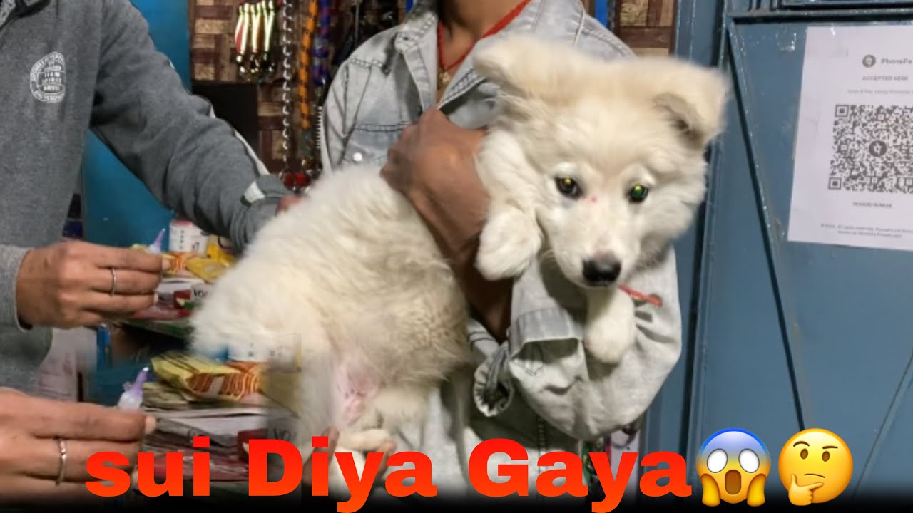 Panda ko sui Diya De Panda ka reaction