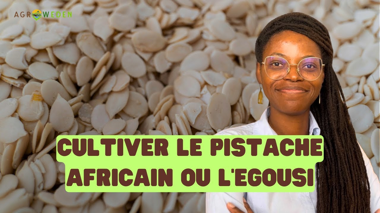Comment cultiver l’EGOUSI/PISTACHE de A à Z ?