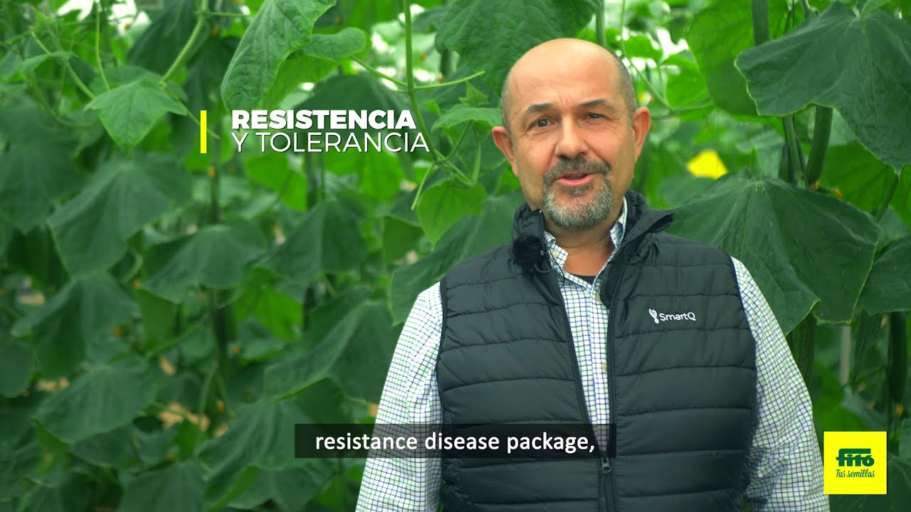 SmartQ cucumber: fruit quality and excellent plant health