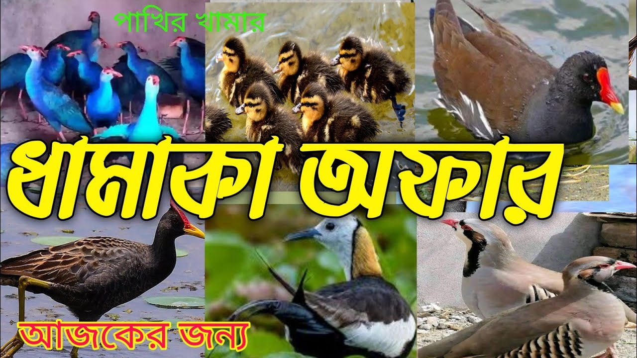 ধামাকা অফার মুক্ত বালিহাঁস কালিম পাখি পালন ও রানিং ও বাচ্চা জল ময়ুর জল মুরগি কোরা ডাউক  লাল ঘুঘু