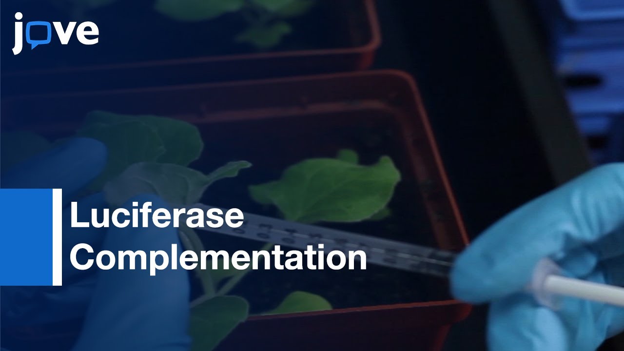 Nicotiana Leaves: Transiently Determining Protein-Protein Interaction Dynamics l Protocol Preview
