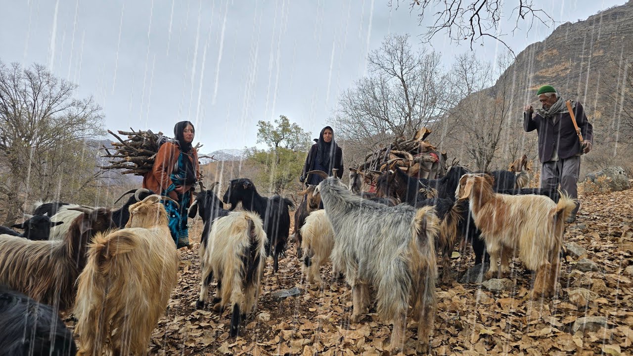 The Challenge of Nomadic Life in the Rain | Grazing Goats and Collecting Firewood in the Mountains