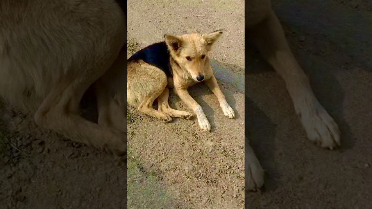 #dogwalking