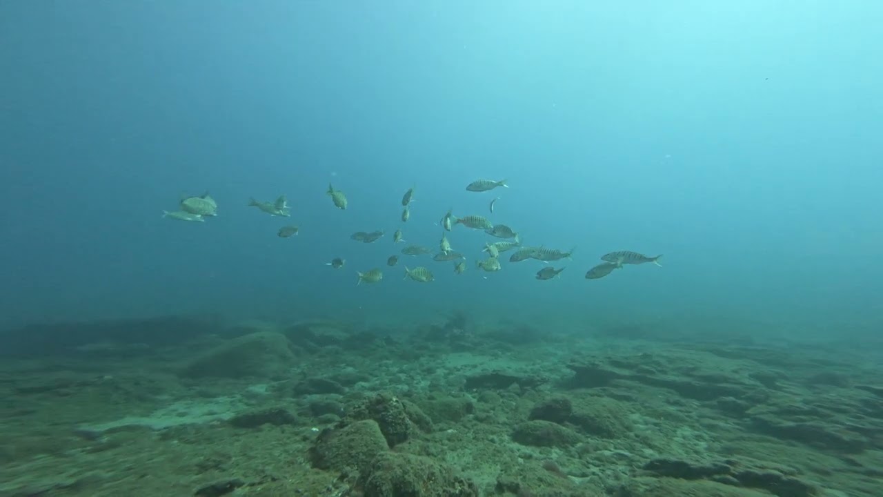 Scuba Diving in Tufia beach, Gran Canaria