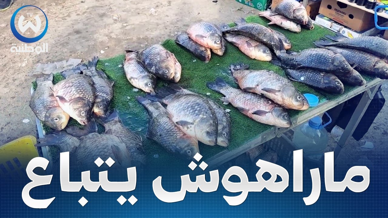 أسماك سد بني هارون..رغم وفرتها وإنخفاض أسعارها تلاقي عزوف كبير من غالبية السكان