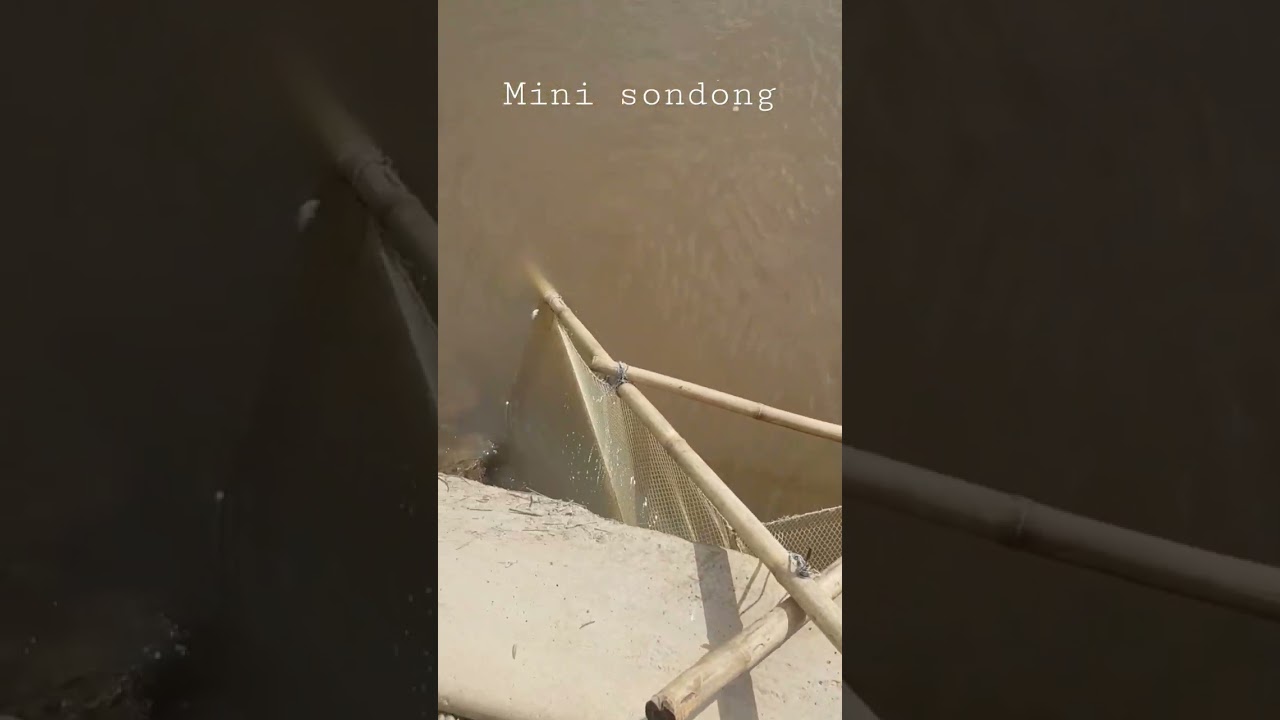Sondong Udang Mini