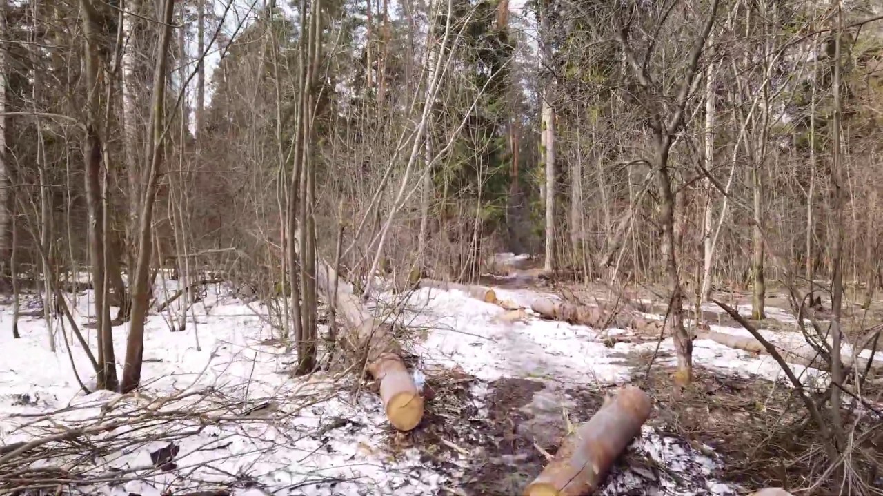 Прогулка по апрельскому лесу. Подмосковье / [ 4k 60fps ] / Walk in the April forest. Moscow region
