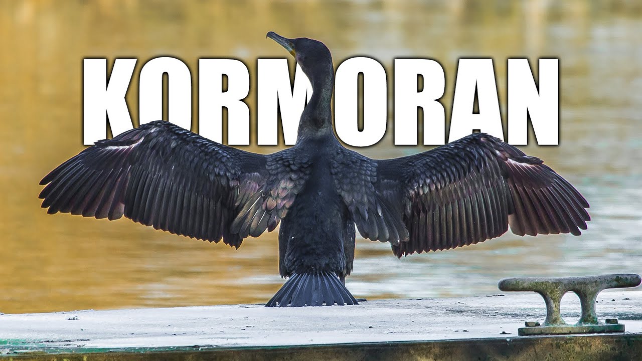 Kormoran Artportrait (Aussehen, Nahrung, Gefährdung, Vogelstimme und mehr)