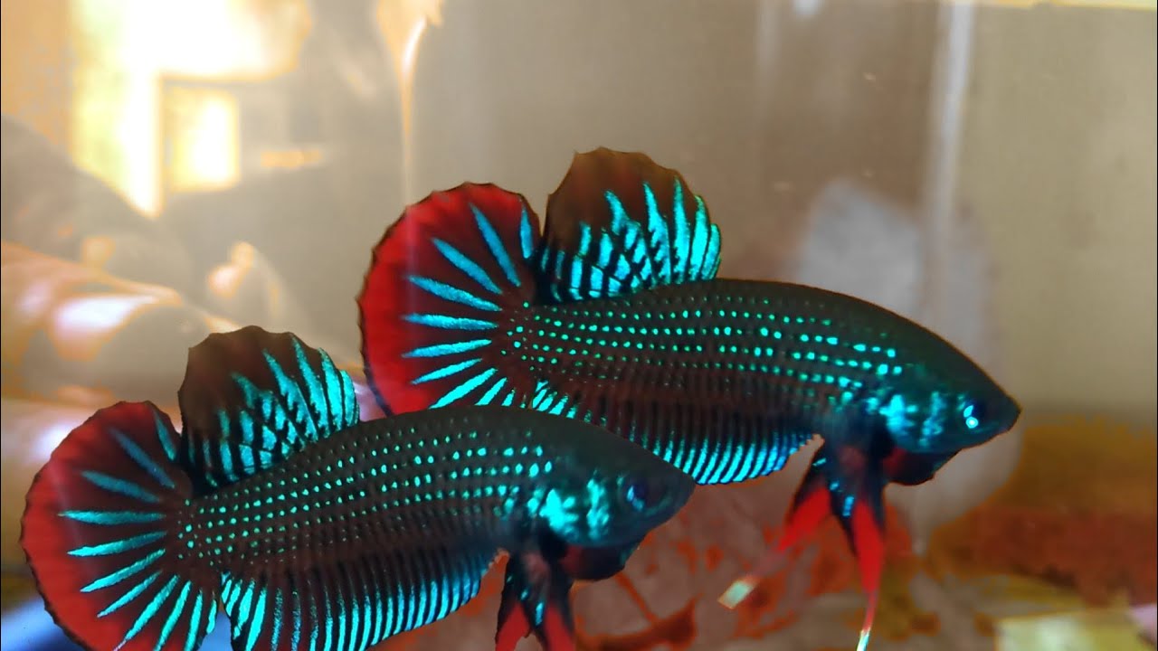 ДОКУМЕНТАРНЫЙ УХОД ЗА BETTA BETTA IMBELLIS И ДРУГОЙ БЕТТАС