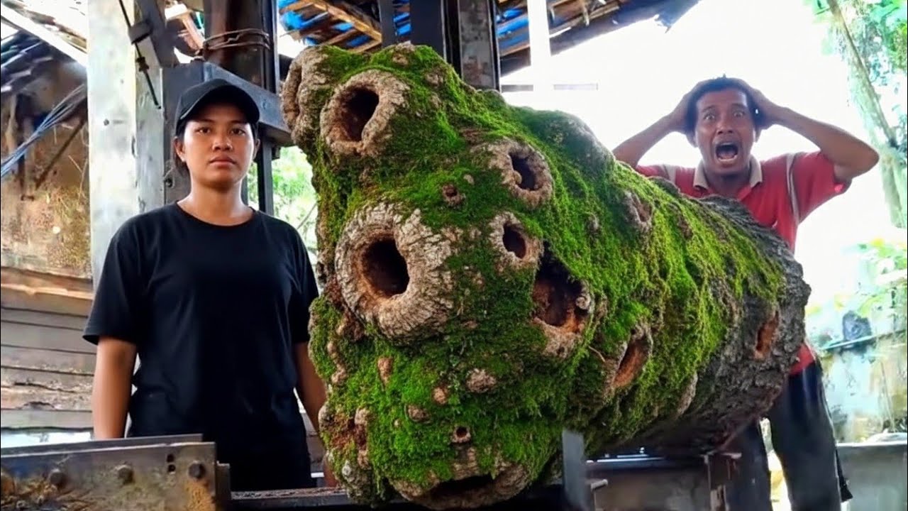Monster mahogany wood discovery at sawmill