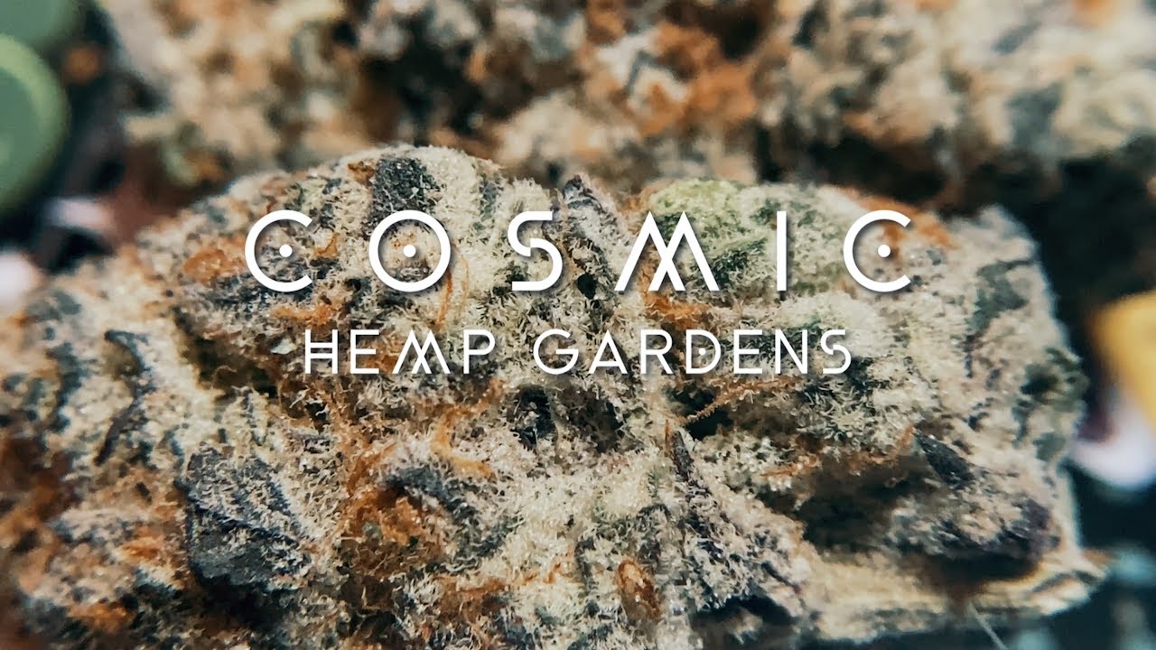 The BEST THCa Strain of 2024?? (Cosmic Hemp Gardens)
