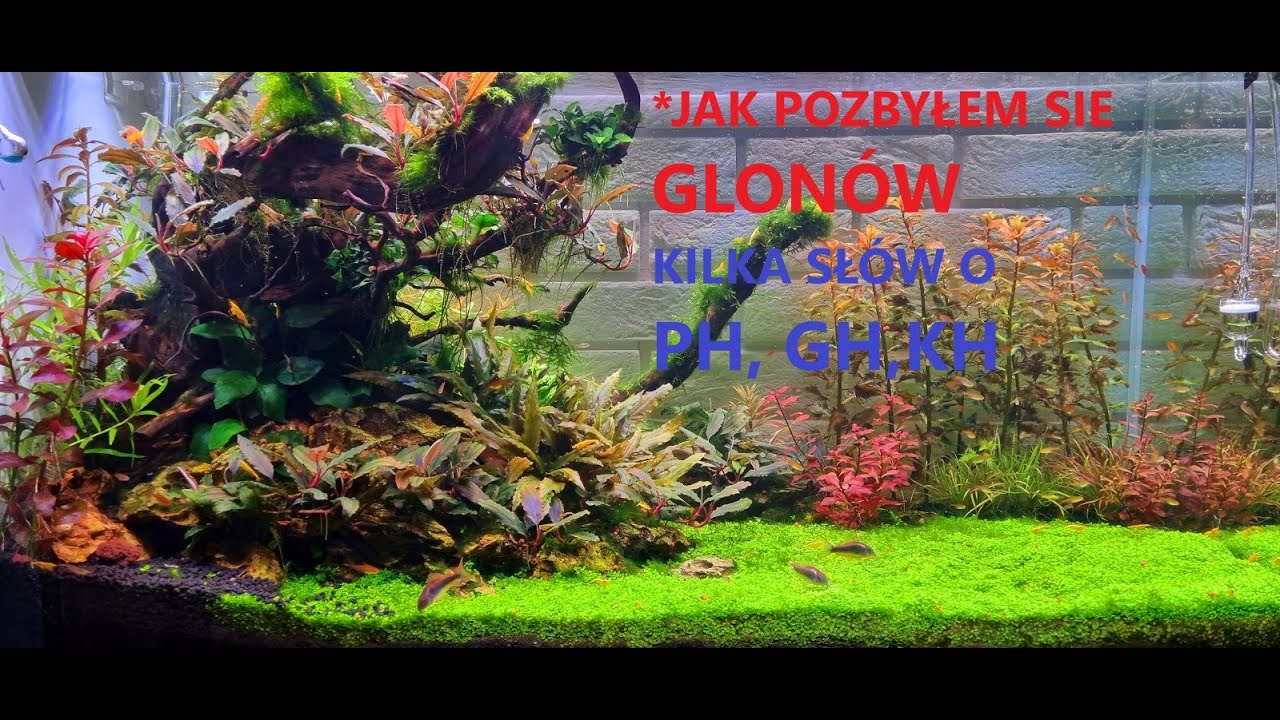 Jak pozbyłem się glonów, co zmienić .Kilka słów o parametrach wody Ph,Gh,Kh