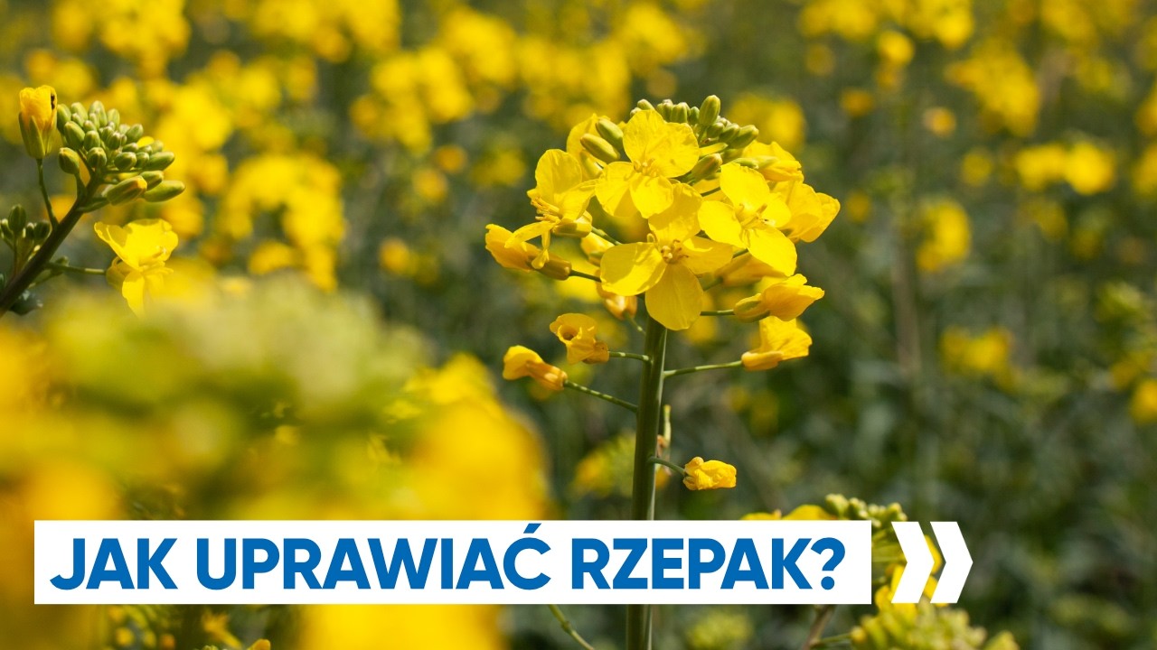 Jak Uprawiać Rzepak? Wnioski z Top Serwisu Rzepaku 2021 | Timac Agro Polska