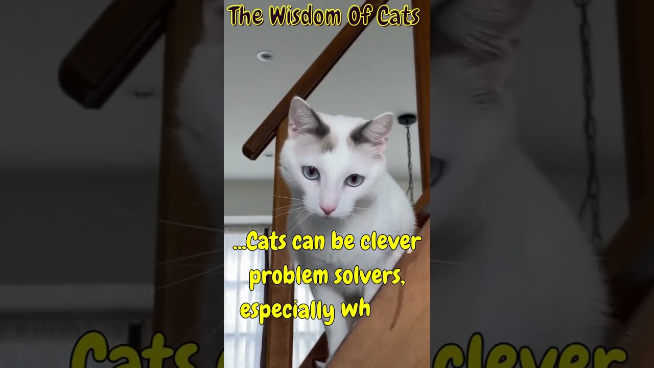 Are cats good at problem solving? #shorts